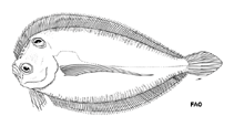 To FishBase images (<i>Tosarhombus neocaledonicus</i>, by FAO)
