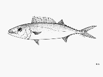 To FishBase images (<i>Tongaichthys robustus</i>, by FAO)