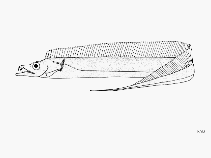 To FishBase images (<i>Trichiurus auriga</i>, by FAO)