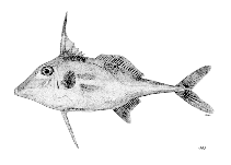 To FishBase images (<i>Tripodichthys blochii</i>, by FAO)