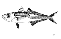 To FishBase images (<i>Trachurus capensis</i>, by FAO)