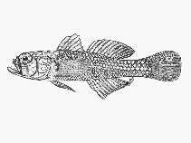 To FishBase images (<i>Trimma corallina</i>, Mozambique, by SFSA)