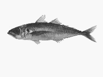Image of Trachurus declivis (Greenback horse mackerel)