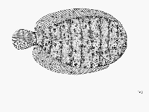 To FishBase images (<i>Trinectes fluviatilis</i>, by FAO)