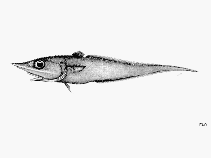 To FishBase images (<i>Trachyrincus helolepis</i>, by FAO)