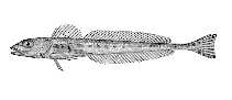 To FishBase images (<i>Prionistius macellus</i>, Alaska, by Bull. U.S. Bur. Fish.)