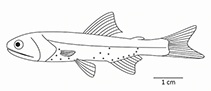 To FishBase images (<i>Triphoturus mexicanus</i>, by Chu, E.)