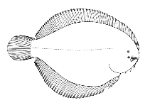 To FishBase images (<i>Trinectes microphthalmus</i>, Brazil, by Figueiredo, J.L./Menezes, N.A.)