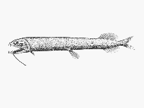 To FishBase images (<i>Trigonolampa miriceps</i>, by SFSA)