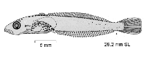 Image of Trematomus nicolai (Spotted notothen)