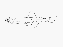 To FishBase images (<i>Triphoturus nigrescens</i>, by SFSA)