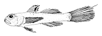 To FishBase images (<i>Tryssogobius porosus</i>, Chinese Taipei, by Larson, H.K.)