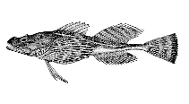 To FishBase images (<i>Oncocottus quadricornis</i>, Alaska, by Bull. U.S. Bur. Fish.)