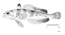 To FishBase images (<i>Trematomus scotti</i>, by FAO)