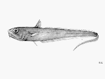 To FishBase images (<i>Trachonurus sulcatus</i>, by FAO)