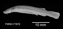 To FishBase images (<i>Trichomycterus taenia</i>, Ecuador, by Aguirre, W./FMNH)