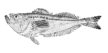 Image of Trichodon trichodon (Pacific sandfish)