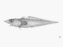 To FishBase images (<i>Trachyrincus villegai</i>, by FAO)