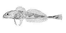 To FishBase images (<i>Sternias xenostethus</i>, Alaska, by Bull. U.S. Bur. Fish.)