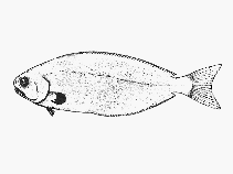 To FishBase images (<i>Tubbia tasmanica</i>, by SFSA)