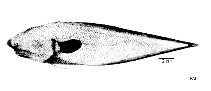 To FishBase images (<i>Typhlonus nasus</i>, by FAO)