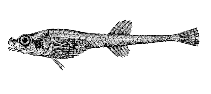 Image of Aspidophoroides olrikii (Arctic alligatorfish)