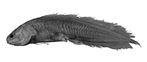 To FishBase images (<i>Ungusurculus komodoensis</i>, Indonesia, by W. Schwarzhans & P. R. Møller)
