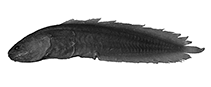 To FishBase images (<i>Ungusurculus philippinensis</i>, Philippines, by W. Schwarzhans & P. R. Møller)