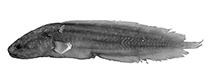 To FishBase images (<i>Ungusurculus williamsi</i>, Philippines, by W. Schwarzhans & P. R. Møller)