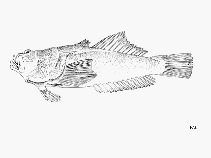 To FishBase images (<i>Uranoscopus albesca</i>, by FAO)