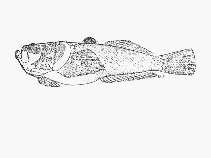 To FishBase images (<i>Uranoscopus archionema</i>, South Africa, by SFSA)
