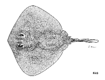 To FishBase images (<i>Urolophus bucculentus</i>, by FAO)