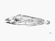 To FishBase images (<i>Urophycis cirrata</i>, by FAO)