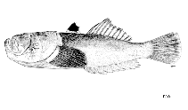 Image of Uranoscopus dollfusi (Dollfus\