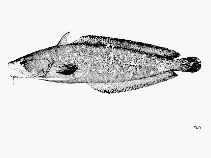 To FishBase images (<i>Urophycis earllii</i>, by FAO)