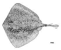 Image of Urolophus flavomosaicus (Patchwork stingaree)