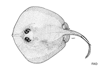 To FishBase images (<i>Urolophus kaianus</i>, by FAO)
