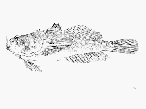 To FishBase images (<i>Uranoscopus polli</i>, by FAO)