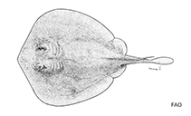 To FishBase images (<i>Urolophus sufflavus</i>, by FAO)