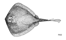 To FishBase images (<i>Urolophus viridis</i>, by FAO)