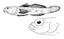 To FishBase images (<i>Vanneaugobius pruvoti</i>, by Miller, P.J.)
