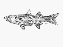 To FishBase images (<i>Valamugil robustus</i>, South Africa, by SFSA)