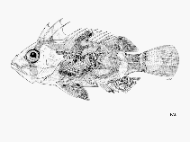 To FishBase images (<i>Vespicula dracaene</i>, by FAO)