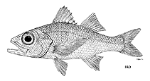 To FishBase images (<i>Verilus sordidus</i>, by FAO)