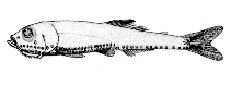 To FishBase images (<i>Vinciguerria attenuata</i>, Canada, by Canadian Museum of Nature, Ottawa, Canada)