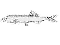 To FishBase images (<i>Zalarges nimbarius</i>, by Hopkins Seaside Laboratory)