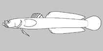 Image of Xenisthmus africanus (Flathead wriggler)