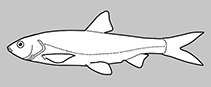 Image of Cultrichthys compressocorpus 