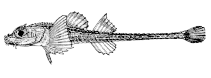 To FishBase images (<i>Xeneretmus leiops</i>, Canada, by Canadian Museum of Nature, Ottawa, Canada)