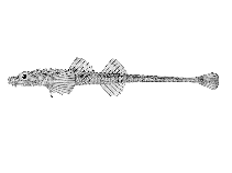 To FishBase images (<i>Xenochirus triacanthus</i>, USA, by Hopkins Seaside Laboratory)